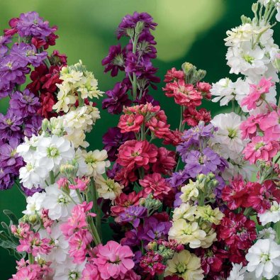 Ten Week Stock 'Ten Week'