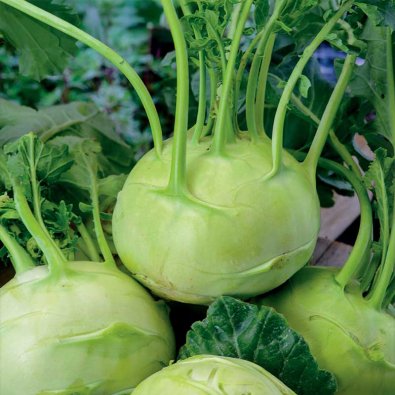 Kohlrabi 'Delikatess weisser'
