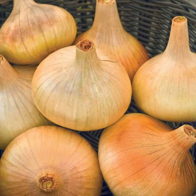 Speisezwiebel 'Stuttgarter Riesen'
