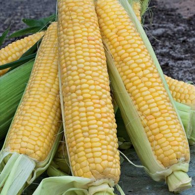 Zuckermais 'Tasty Sweet'F1