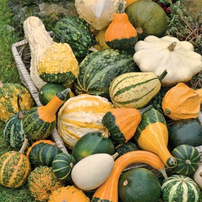 Zierkürbis-Mix