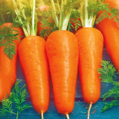 Wintermöhre 'Flakkée 2'