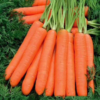 Sommermöhre 'Nantaise 2'