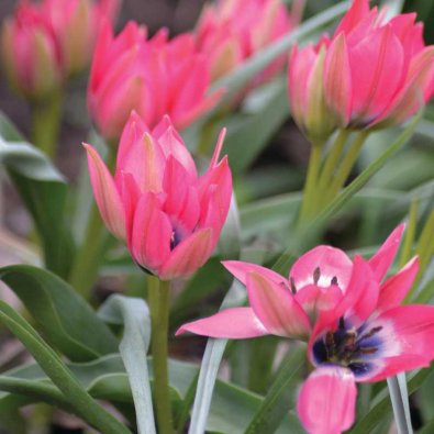 Tulpe 'Little Beauty'