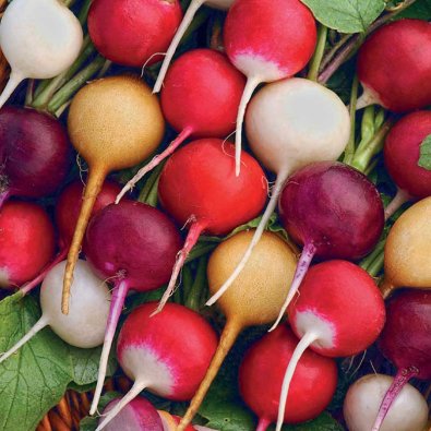 Radieschen Gemischte Farben