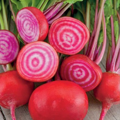 Rote Bete 'Chioggia'