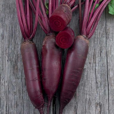 Rote Bete 'Forono'