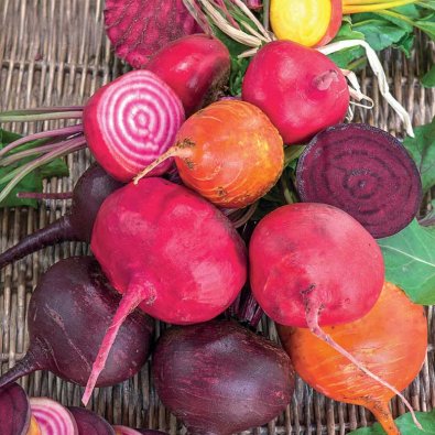 Rote Bete 'Hullahoop mix'