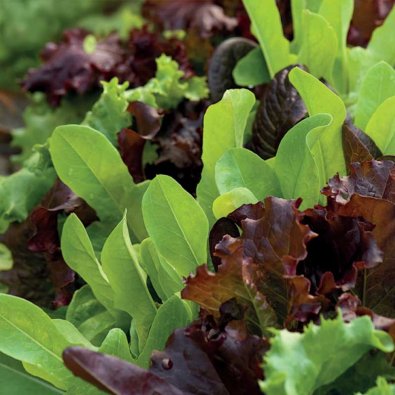 Blattsalat 'Baby Leaf mix'