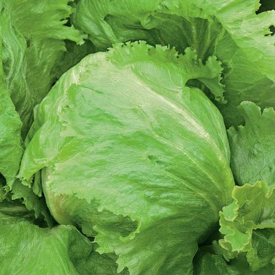 Eisbergsalat 'Great Lakes 118'