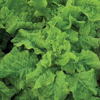 Feldsalat 'Vert de Cambrai'