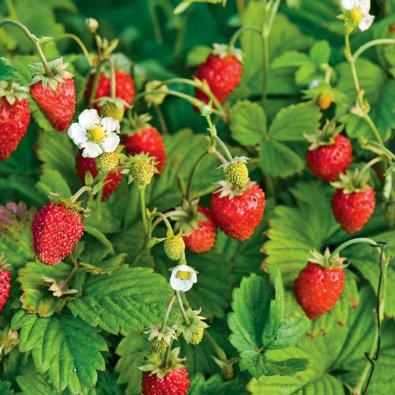 Monatserdbeere 'Rügen'
