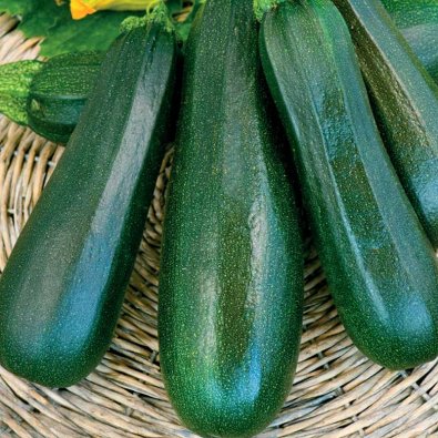 Zucchini 'Diamant' F1