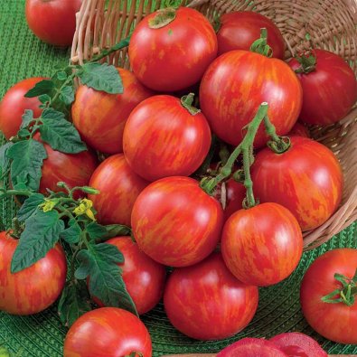 Freilandtomate 'Tigerella'