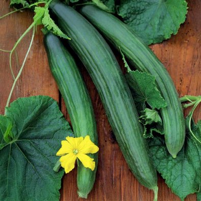 Slicing Cucumber 'Bella' F1