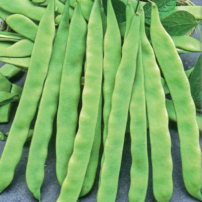 Schnittbohne 'Admires'