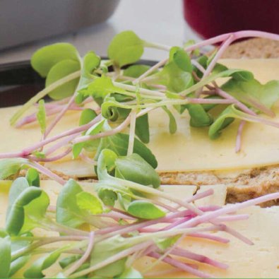 Micro Leaf Radieschen 'Sangria'