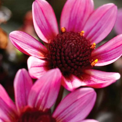 Einfache Gartendahlie 'Pretty Woman'