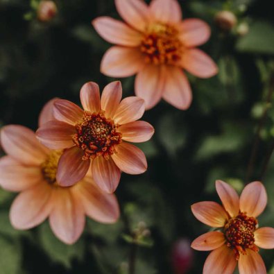 Anemonen-Dahlie 'Totally Tangerine'