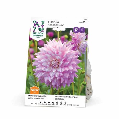 Dekorative Dahlie 'Almands Joy'