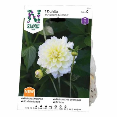 Dekorative Dahlie 'Innocent Silence'
