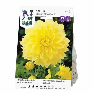 Dekorative Dahlie 'Kelvin Floodlight'