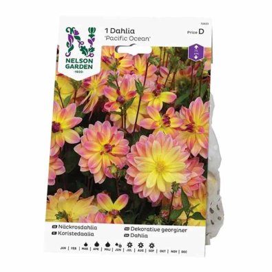 Seerosen-Dahlie 'Pacific Ocean'
