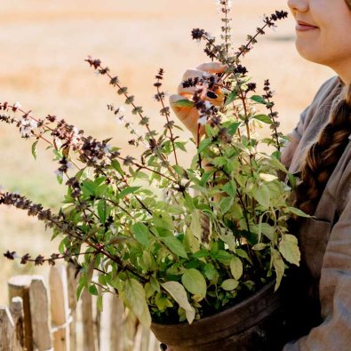 Zimtbasilikum Organic