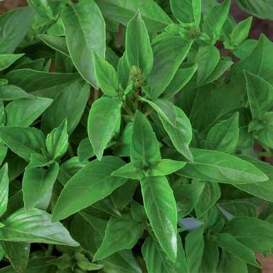 Zitronenbasilikum 'Lemon scent'