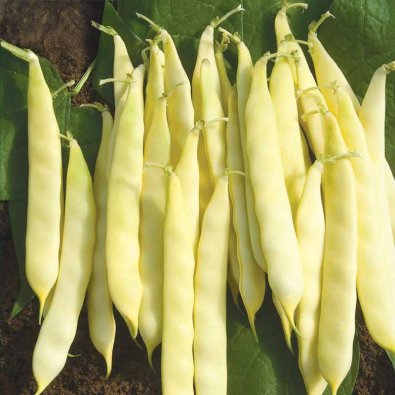 Schnittbohne 'Serpedor'