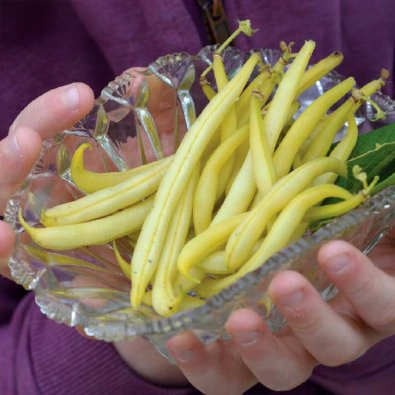 Wachsbohne 'Dior' Bio