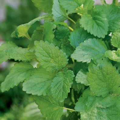 Zitronenmelisse 'Lemona'