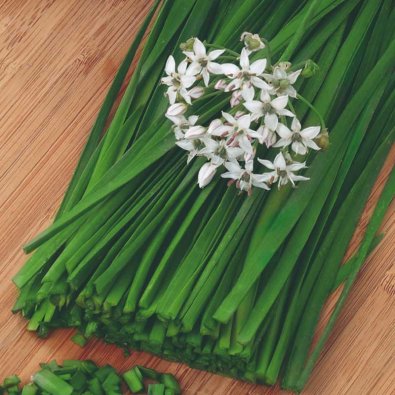 Chinesischer Schnittlauch 'Garlic oriental'