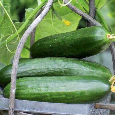 Gurke 'Picolino'F1