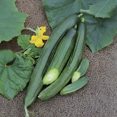 V äxthusgurka 'Bella' F1