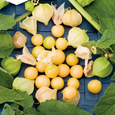 Physalis