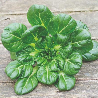 Asiakohl, Tatsoi, Organic