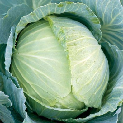Weißkohl 'Copenhagen Market 2'
