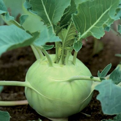 Kohlrabi 'Delikatess weisser'