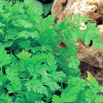 Dänischer Kerbel 'Fijne Krul'