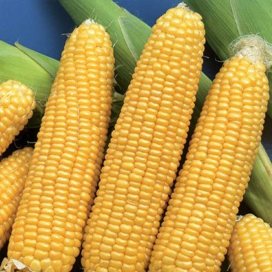 Zuckermais 'Tasty Sweet' F1