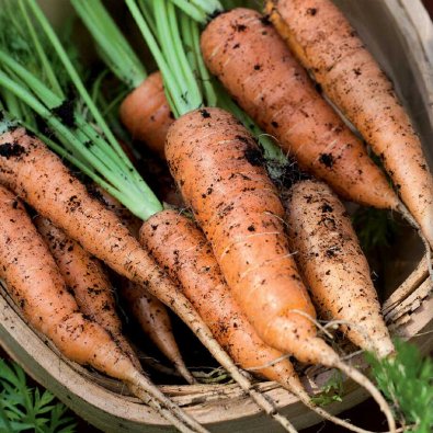 Sommermöhre 'Berlicum 2'