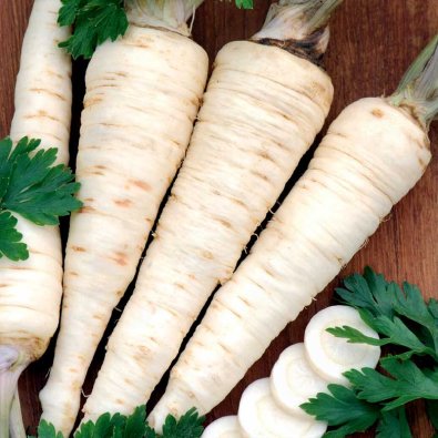 Wurzelpetersilie 'Halblange'