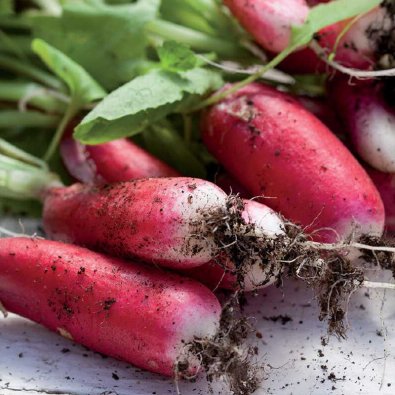Radieschen 'Flamboyant 2'