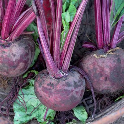 Rote Bete 'Detroit 2' Bio