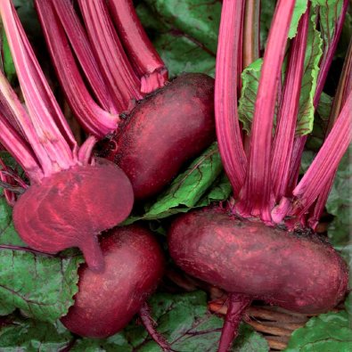Rote Bete 'D' Egypte'