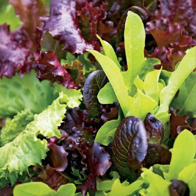 Salat 'Baby Leaf' Mischung