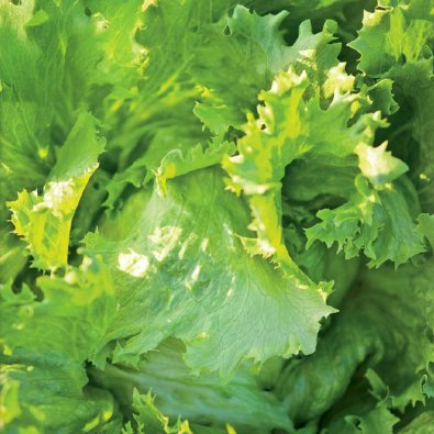 Eisbergsalat 'Great Lakes 118'