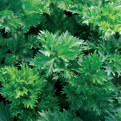 Blattsellerie 'Gewone Snij'