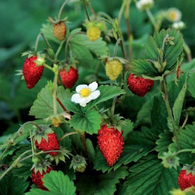 Monatserdbeere 'Rügen'